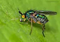 Dolichopus crenatus - photo 3