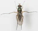 Dolichopus cuprinus - photo 2