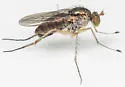 Dolichopus cuprinus - photo 3