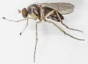 Dolichopus cuprinus - photo 4