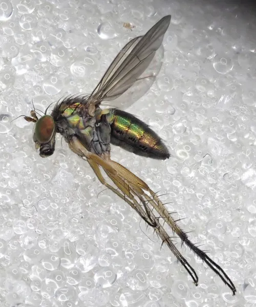 Dolichopus discifer - Dolichopus discifer