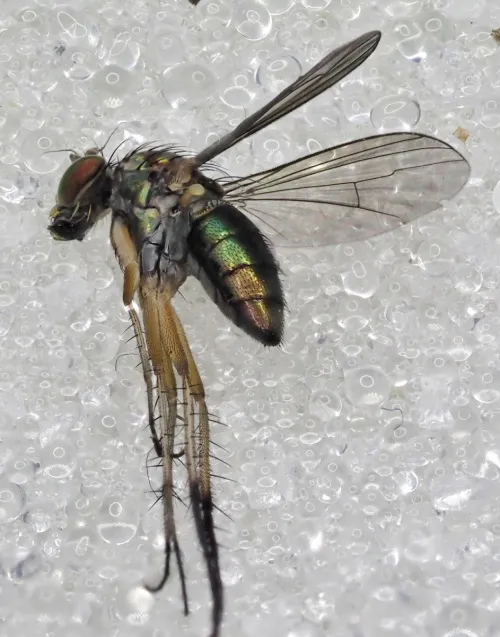 Dolichopus discifer - photo 2