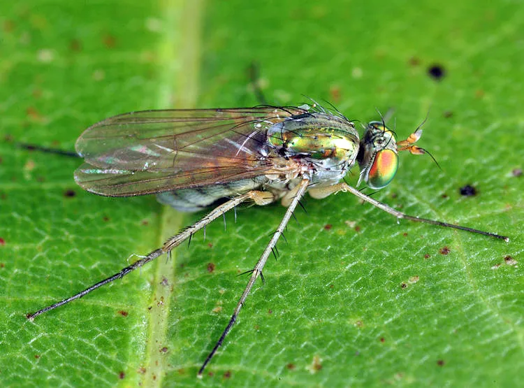 Dolichopus domesticus - photo 2