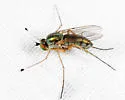 Dolichopus eudactylus