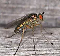 Dolichopus eudactylus - photo 2