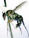 Dolichopus flavilacertus