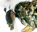 Dolichopus flavilacertus - photo 2
