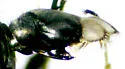 Dolichopus flavilacertus - photo 3