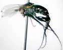 Dolichopus footei