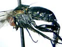 Dolichopus footei - photo 2