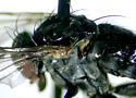 Dolichopus footei - photo 3