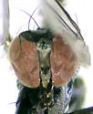 Dolichopus footei - photo 4