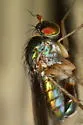 Dolichopus funditor - photo 2