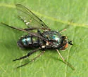 Dolichopus gratus - Dolichopus gratus