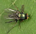 Dolichopus gratus - photo 2