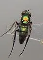 Dolichopus gratus - photo 3