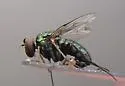 Dolichopus gratus - photo 4