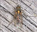 Dolichopus laciniatus - Dolichopus laciniatus