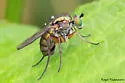 Dolichopus lamellicornis - photo 4