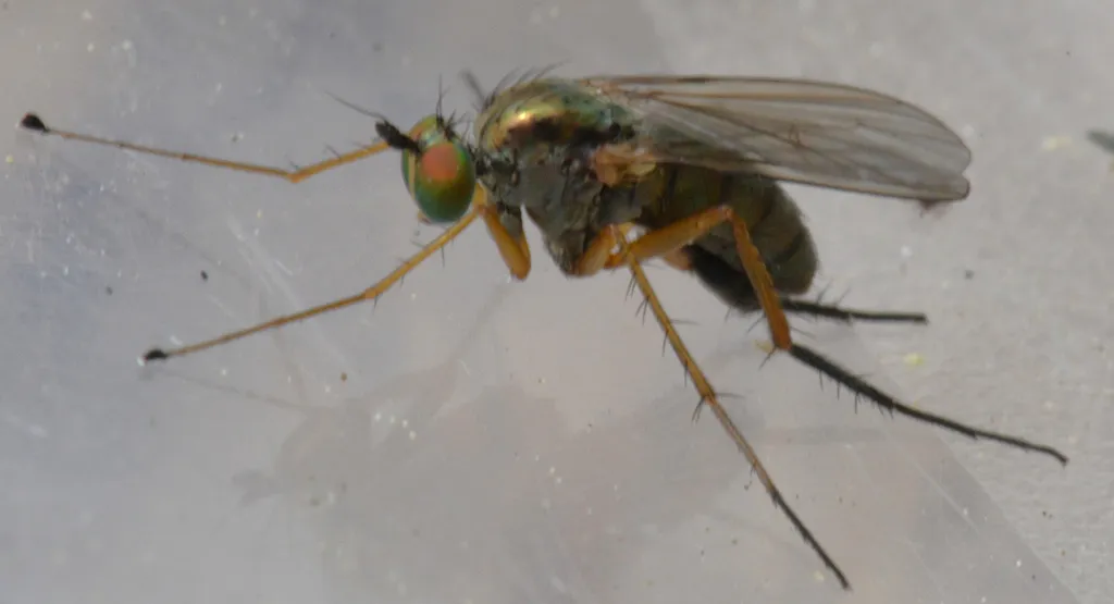Dolichopus longimanus - photo 2