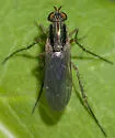 Dolichopus longipennis - photo 2