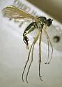 Dolichopus longipennis - photo 3