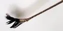Dolichopus longipennis - photo 4