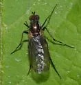 Dolichopus mannerheimi