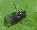 Dolichopus mannerheimi - photo 2