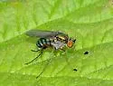 Dolichopus occidentalis - photo 2