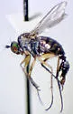Dolichopus pachycnemus