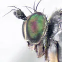 Dolichopus pachycnemus - photo 2