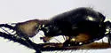 Dolichopus pachycnemus - photo 4