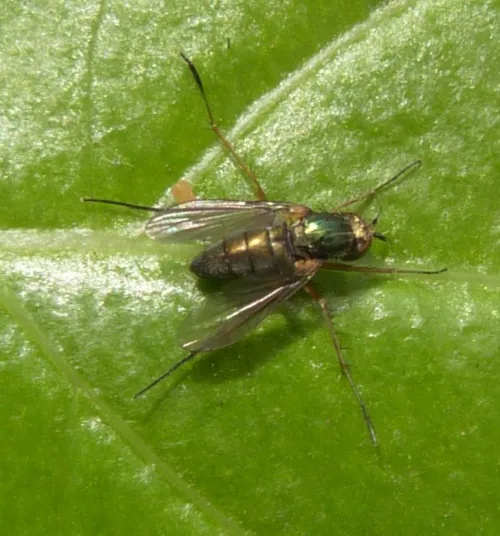 Dolichopus pennatus - Dolichopus pennatus