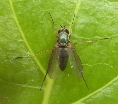 Dolichopus pennatus - photo 2