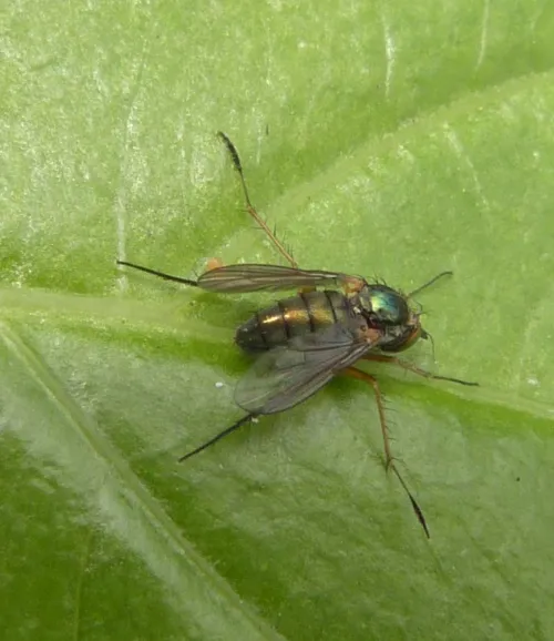 Dolichopus pennatus - photo 3