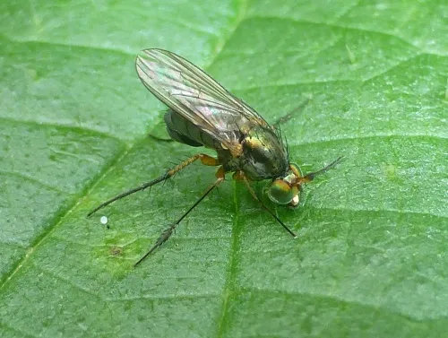 Dolichopus plumipes