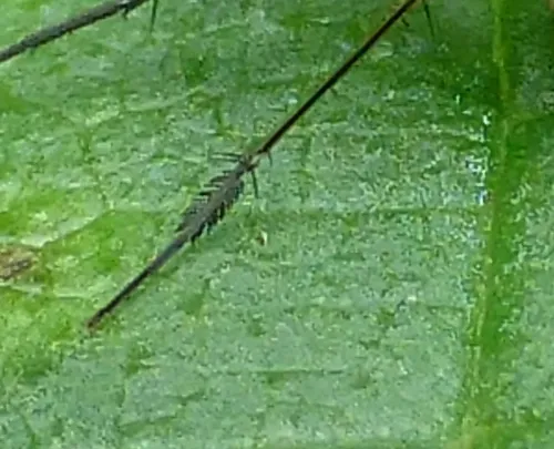 Dolichopus plumipes - photo 2