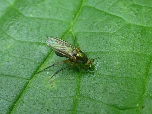 Dolichopus plumipes - photo 3