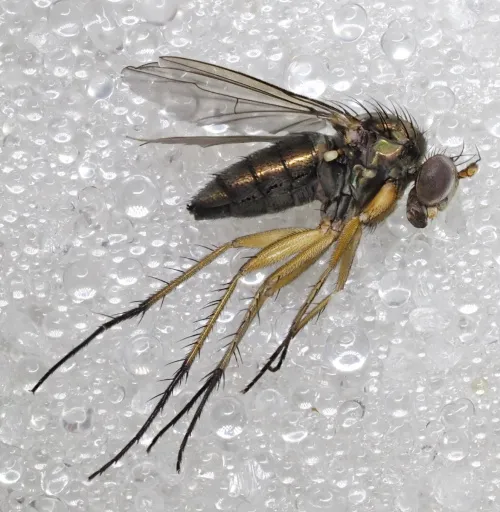 Dolichopus plumipes - photo 4