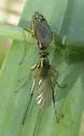 Dolichopus plumitarsis - Dolichopus plumitarsis