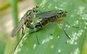 Dolichopus plumitarsis - photo 2