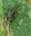 Dolichopus plumitarsis - photo 3