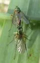 Dolichopus plumitarsis - photo 4