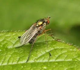 Dolichopus popularis