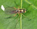 Dolichopus porphyrops - Dolichopus porphyrops