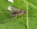Dolichopus porphyrops - photo 2