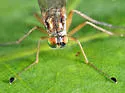 Dolichopus porphyrops - photo 3