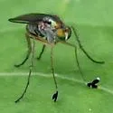 Dolichopus pulchrimanus