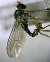Dolichopus pulchrimanus - photo 3